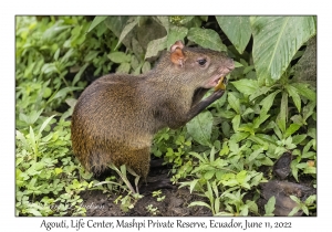 Agouti