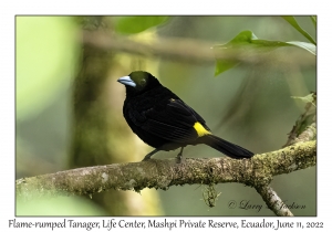 Flame-rumped Tanager