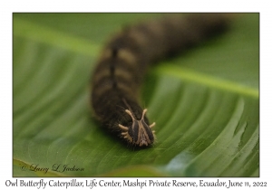 Owl Butterfly Caterpillar