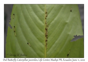 Owl Butterfly Caterpillar juveniles