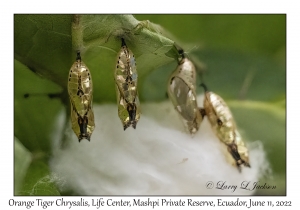 Orange Tiger Chrysalis