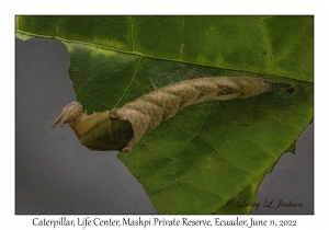 Caterpillar