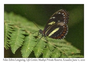 False Zebra Longwing