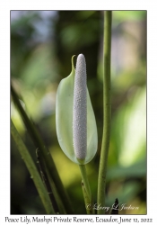 Peace Lily