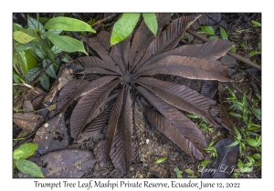 Trumpet Tree Leaf