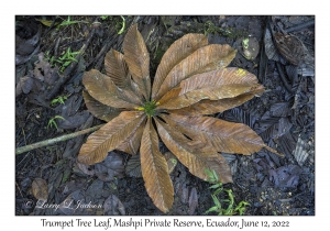 Trumpet Tree Leaf