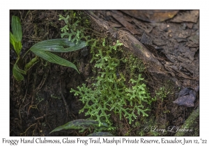 Froggy Hand Clubmoss