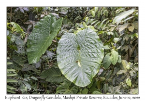 Elephant Ear