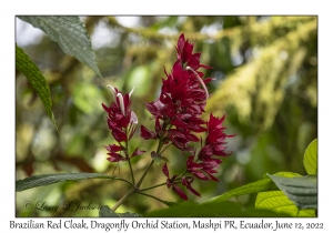 Brazilian Red Cloak