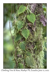 Climbing Vine & Moss