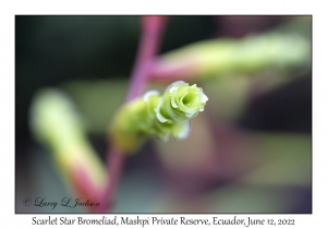 Scarlet Star Bromeliad