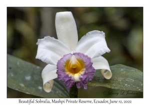 Beautiful Sobralia