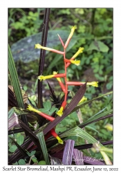 Scarlet Star Bromeliad