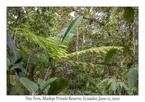 Tree Fern