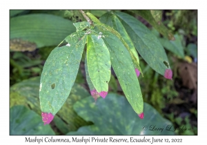 Mashpi Columnea