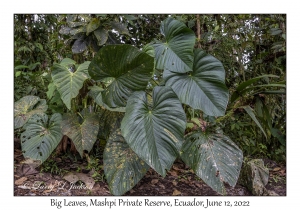 Big Leaves