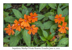 Impatiens