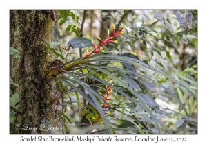 Scarlet Star Bromeliad