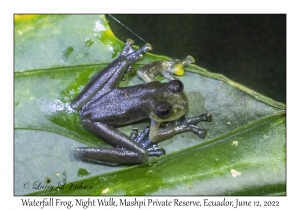 Waterfall Frog