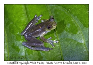 Waterfall Frog