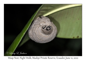 Wasp Nest