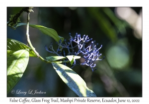 False Coffee Flowers