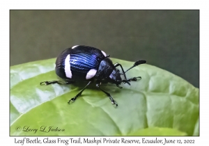 Leaf Beetle