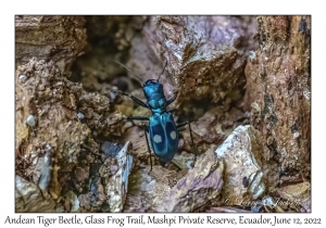 Andean Tiger Beetle