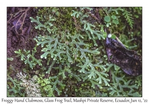 Froggy Hand Clubmoss