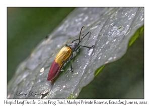 Hispid Leaf Beetle