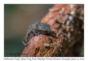 Unknown Toad