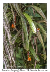 Bromeliad