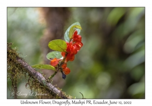 Unknown Flower