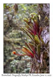 Bromeliad