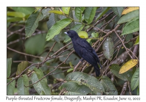 Purple-throated Fruitcrow female