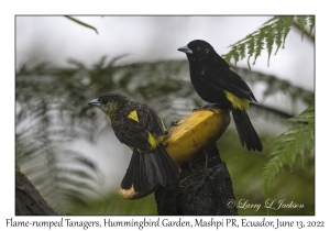 Flame-rumped Tanagers