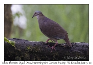 White-throated Quail-Dove