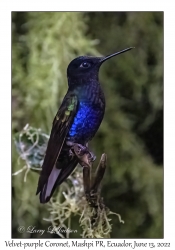 Velvet-purple Coronet