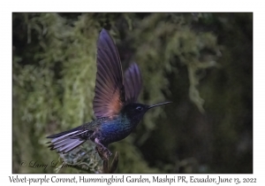 Velvet-purple Coronet