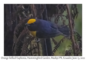 Orange-bellied Euphonia