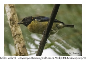 Golden-collared Honeycreeper