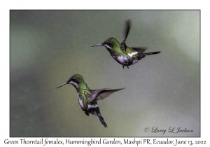 Green Thorntail females