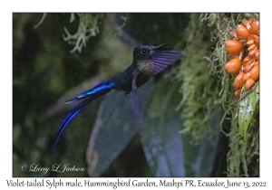 Violet-tailed Sylph male