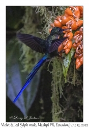 Violet-tailed Sylph male