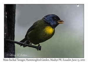 Moss-backed Tanager