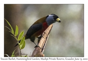 Toucan Barbet