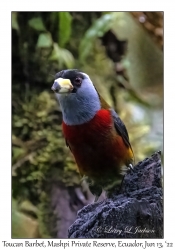 Toucan Barbet