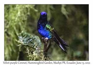 Velvet-purple Coronet