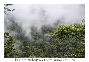 Cloud Forest