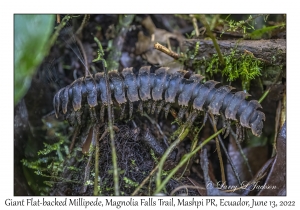 Giant Flat-backed Millipede